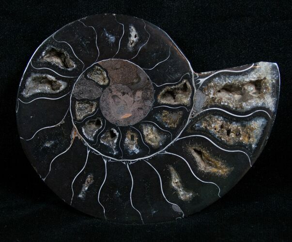 Inch Black Ammonite Pair - Rare Coloration #4322